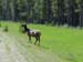 enroute-athabasca-falls-1